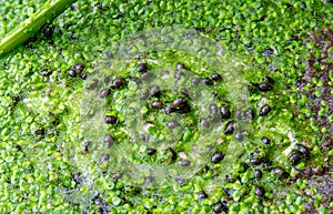 Small gastropods on duckweed (Lemna turionifera) in a lake overgrown with aquatic plants Piscia and Wolfia arrhiza