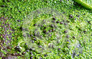 Small gastropods on duckweed (Lemna turionifera) in a lake overgrown with aquatic plants Piscia and Wolfia arrhiza