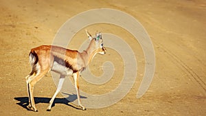 Small Gazelle