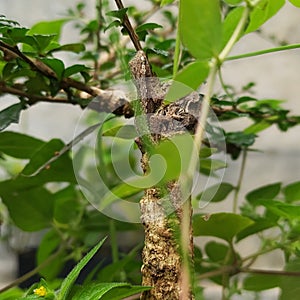 small gecko camouflag tree garden