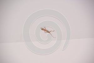 Small Gecko on the ceiling