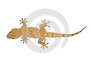 Small gecko lizard