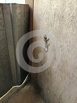 small gecko stuck to the wall photo