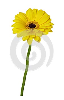 Small gellow gerbera flower germini isolated