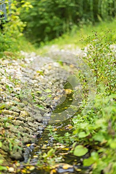 Small gently rushing stream in forest in summer day