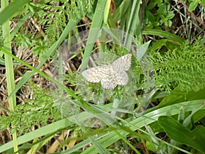 Small geometer moth butterfly falter photo