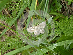 Small geometer moth butterfly falter