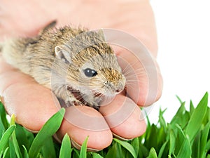 Small gerbil on a hand