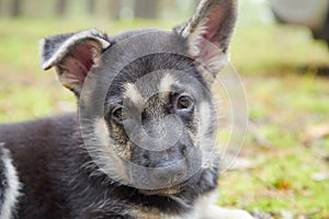 Small German shepherd puppy in green grass in a day. Baby animal walks on nature
