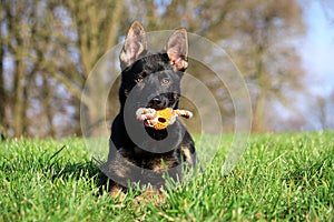 A small german shepherd puppy is lying on a field with a toy in the mouth