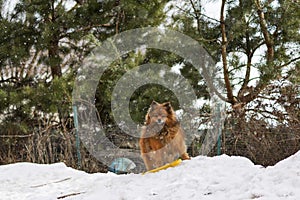 Small German Spitz in the winter