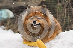 Small German Spitz in the winter