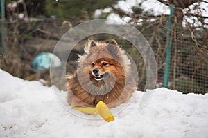 Small German Spitz in the winter