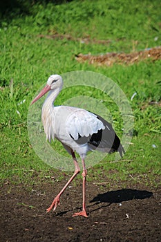 Small german stork is walking on a field