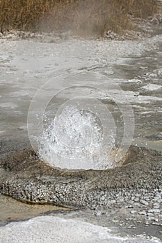 Small geyser bubbles, steams and surges in Yellowstone, Wyoming.