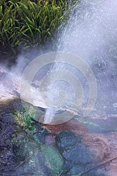 A small geyser erupts sending steam and water into the air