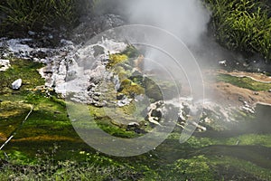 Small geyser in the Waimangu River