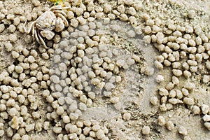 Small ghost crab making sand ball