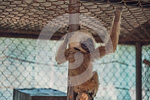 Small gibbon monkey clinging to the bars of a cage