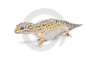 Small gicon lizard