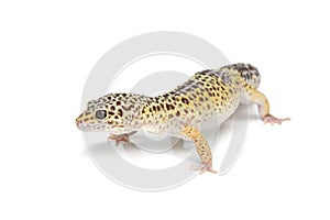 Small gicon lizard