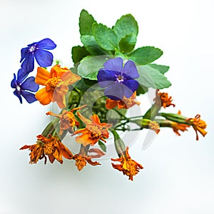 Small gift for a special occasion concept: a bouquet of tiny Blue Phlox and orange Zinnia flowers isolated on a white background