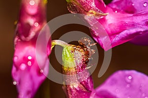 Small ginger ant on the bright purple petals of the vetchling plant