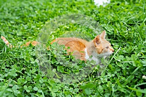 Small ginger cat is lying in the grass, watching and ready to attack
