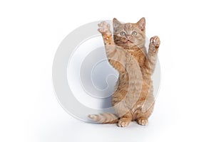 A small ginger cat stands on its hind legs and waves its paw isolated on a white background.