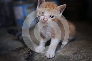 Small ginger kitten outdoors