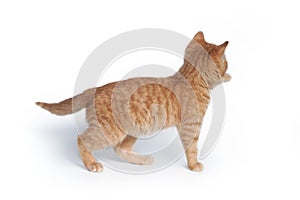A small ginger kitten stands backwards and pulls its paw isolated on a white background.