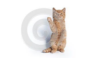 A small ginger kitten stands on its hind legs and pulls its paw up isolated on a white background.