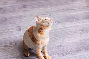 Small ginger kitten on a wooden floor