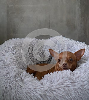 Small ginger pinscher in his fluffy bed