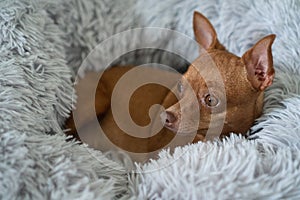 Small ginger pinscher in his fluffy bed