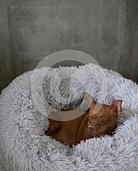 Small ginger pinscher in his fluffy bed