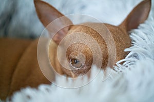 Small ginger pinscher in his fluffy bed