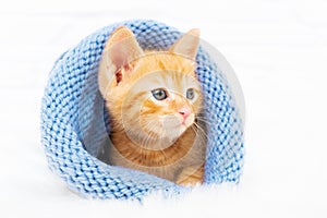 Small ginger tabby kitten is sweetly basking and looks around in a knitted blue hat with copyspace. Soft and cozy