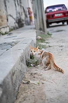 Small ginger and white cat in Havana, Cuba