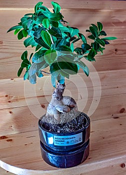 Small ginseng bonsai. now in Europe there are many shops that sell it. bonsai as an ornamental plant does its job.