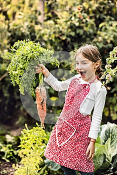 A small girl harvesting vegetables on allotment, holding a big carrot.