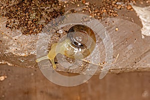 Small Glass Snail