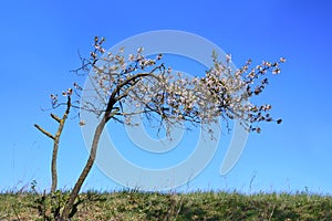 A small gnarled fruit tree with white flowers