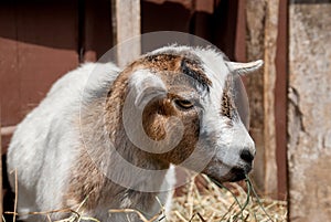 Small Goat on Farm