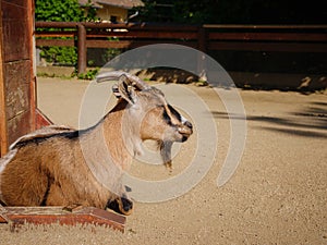 Small goat in Frankfurt Petting zoo, Germany