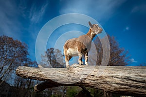 Small goat in Frankfurt Pettingzoo