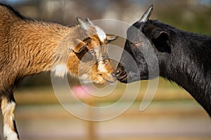 Small goat in Frankfurt Pettingzoo