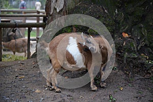 Small goat in Frankfurt Pettingzoo, Germany
