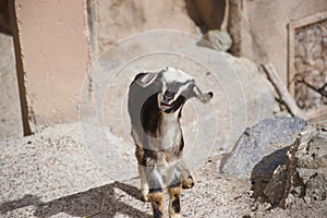 Little goat with its mouth open photo