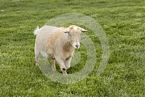 Small goat walking in the grass